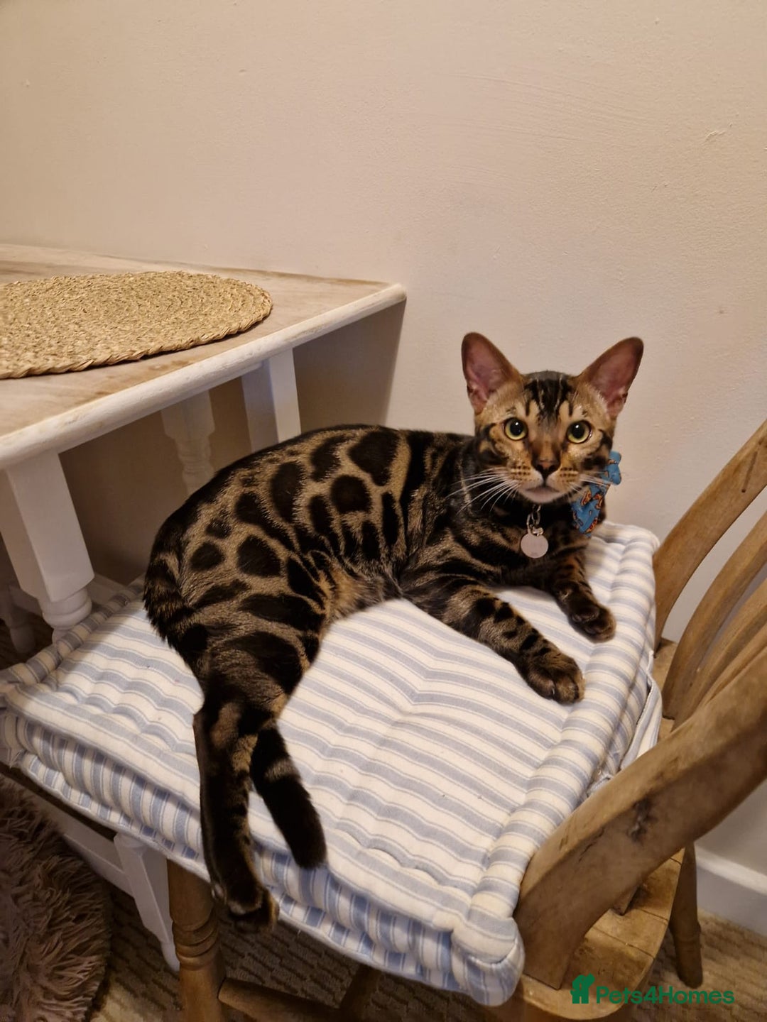 Bengal cats for sale: 11 month male Bengal - Image 1