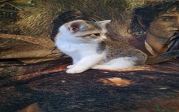 Mixed Breed cats for sale: Scottish straight cross kittens  - Image 22
