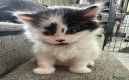 Persian cats for sale: Persian x kittens - Image 7