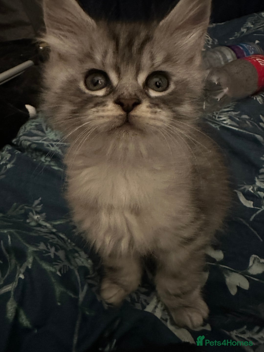 Maine Coon cats for sale: Purebred Maine Coon Stunning Kittens - Advert 13