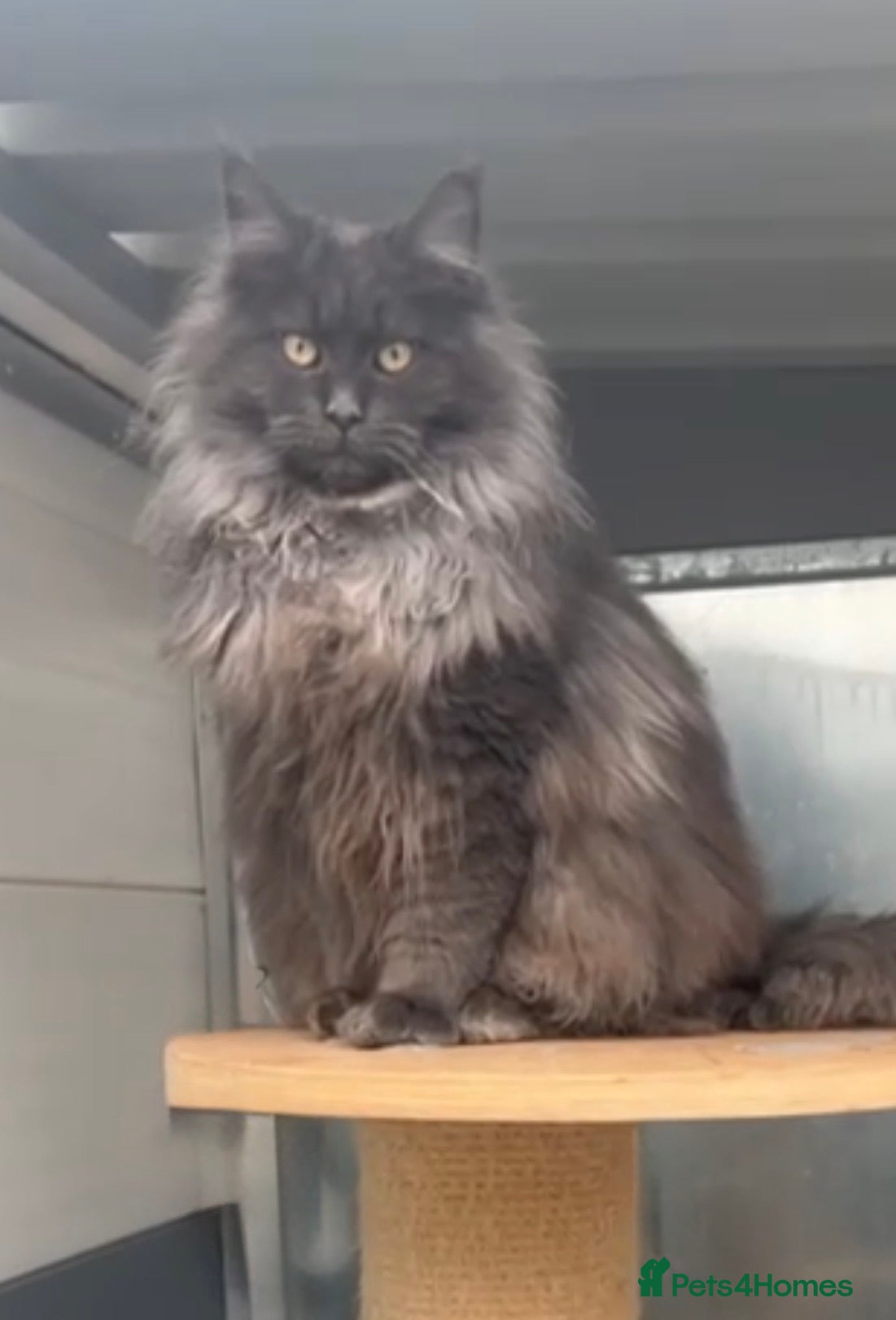 Maine Coon cats XL maine coon kittens Russia bloodlines Reduced - Advert 15