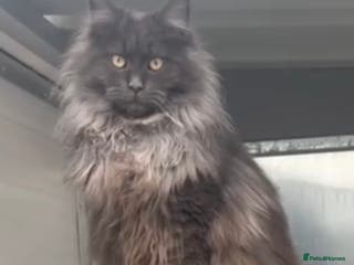 Maine Coon cats XL maine coon kittens Russia bloodlines Reduced - Advert 15