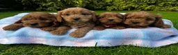 Cavapoo dogs for sale: Cavapoo Puppies  - Advert 1