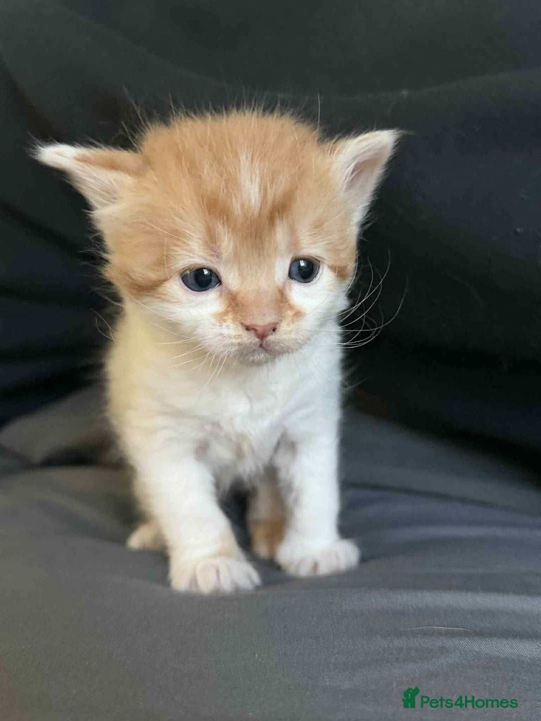 Mixed Breed birds for sale: Loving kittens - Advert 5