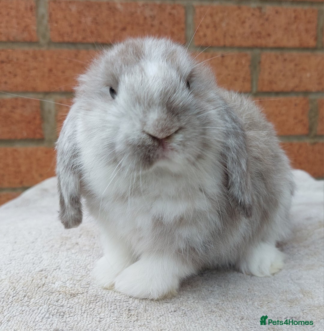 Mini Lop rabbits for sale: ☆ Gorgeous Mini Lop Babies ☆ - Image 2