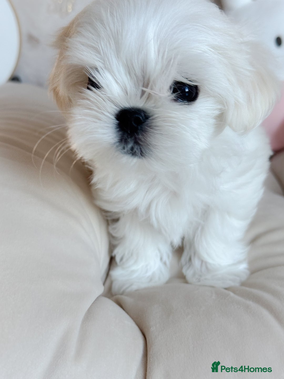 Maltese dogs for sale: 🌟Stunning Tiny Korean Maltese KC Reg🌟 - Advert 7