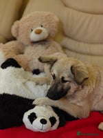 Mixed Breed dogs ❤️🐶 Nusha – 7(8) month-old lower-medium girl❤️🐶 - Advert 3