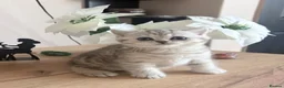 British Shorthair cats for sale: British Shorthair Tabby Female-Champion Heritage🐾 - Advert 32