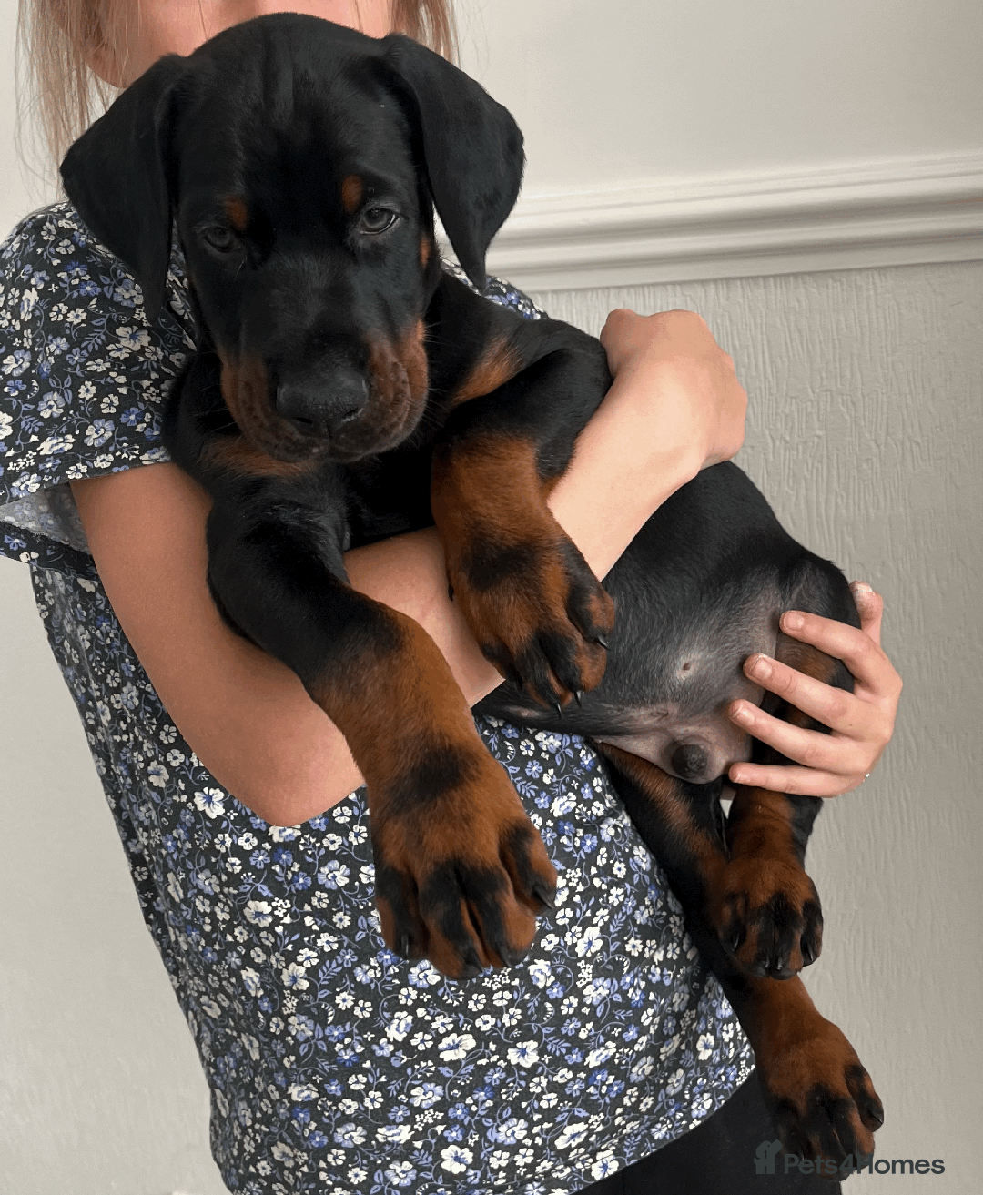 doberman dog rspca doberman