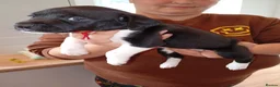 Sprollie dogs for sale: Gorgeous Sprollies puppies  Ready to leave  - Advert 15