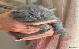 Persian cats for sale: GCCF SOLID BLUE PERSIAN PRINCESSES  - Image 18