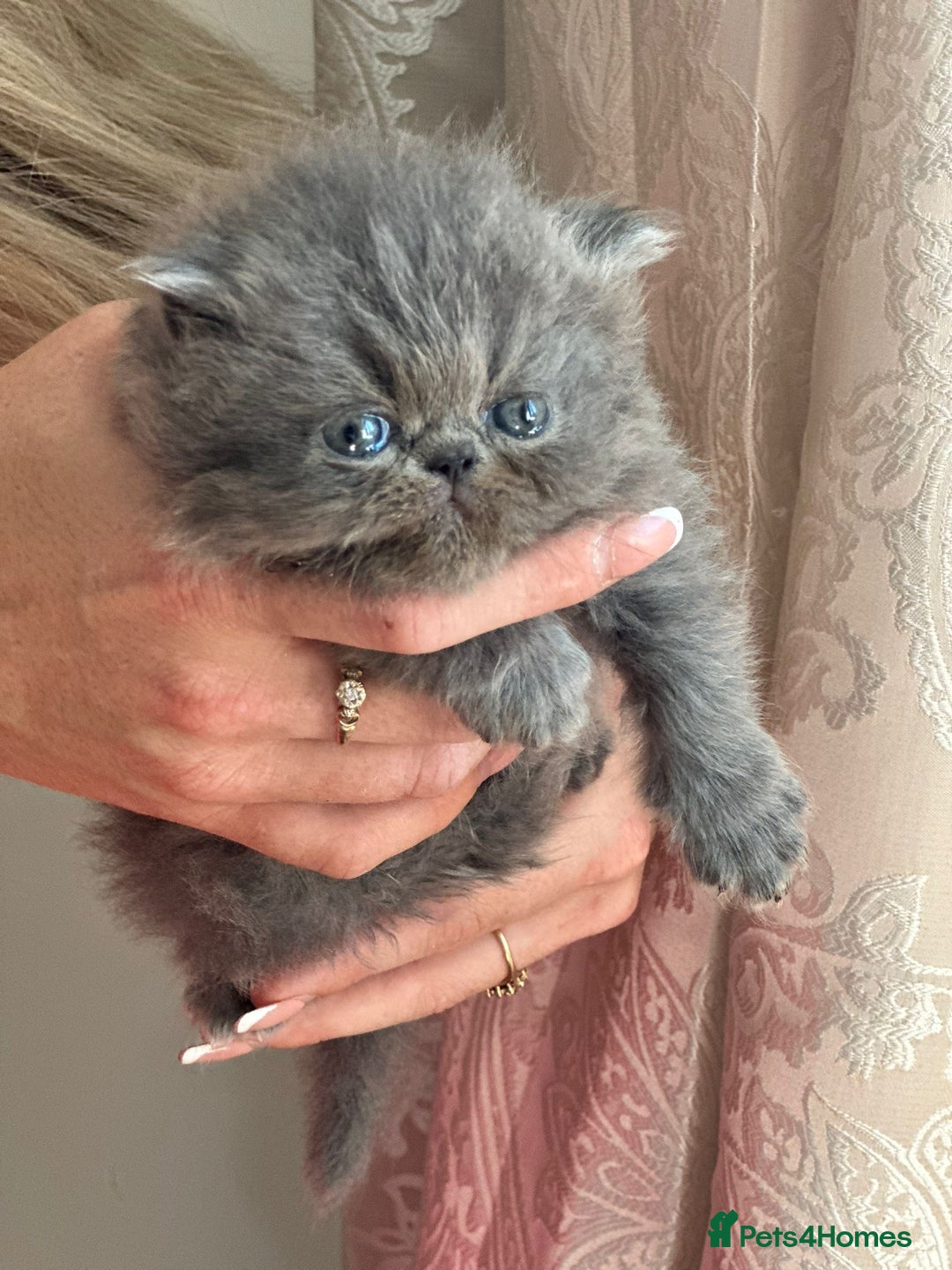 Persian cats for sale: GCCF SOLID BLUE PERSIAN PRINCESSES  - Image 18