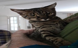 Savannah cats for sale: Large TICA Registered Spotted Savannah Boy Kitten  - Image 8