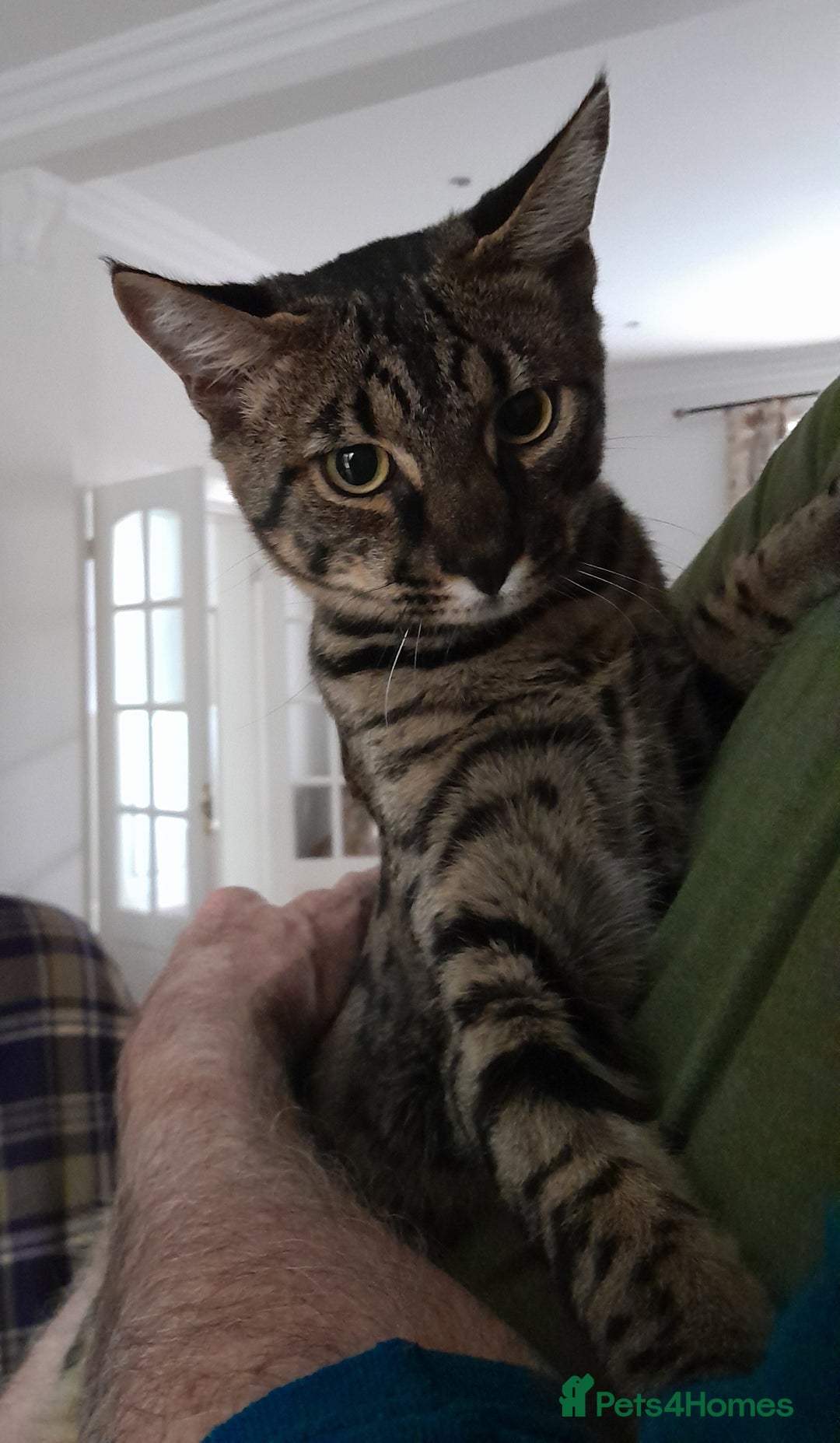 Savannah cats for sale: Large TICA Registered Spotted Savannah Boy Kitten  - Image 8