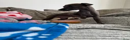 Italian Greyhound dogs for sale: KC Italian greyhound puppies 🏡 ready now - Advert 6