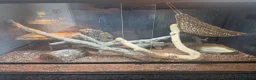 Bearded Dragon reptiles for sale: Bearded dragon and full viv setup  in Chester-le-Street - Advert 2