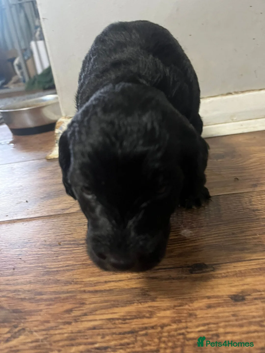 Mixed Breed dogs for sale: Eight cockapoo mix in Slough - Advert 9