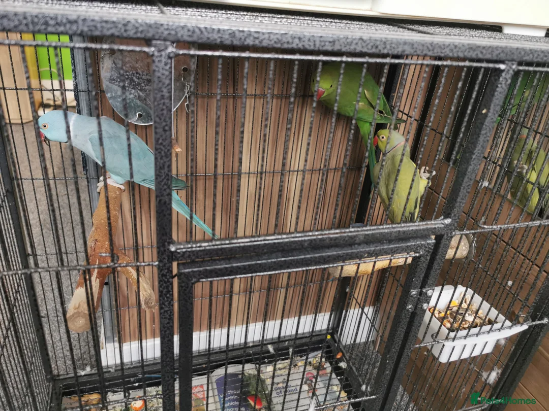 Ringnecks birds for sale: Indian Ringneck Birds - Advert 4
