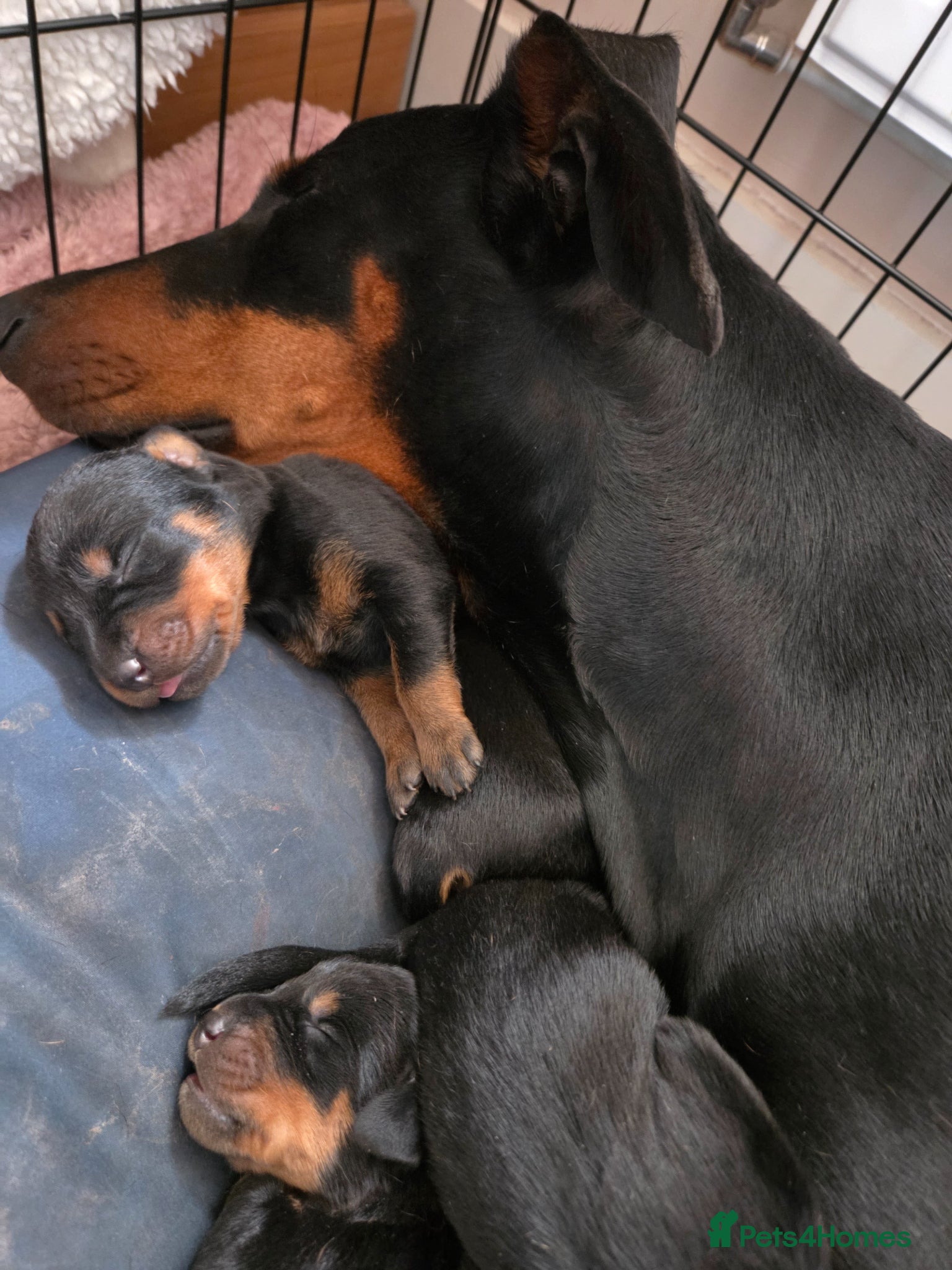 Dobermann dogs Rottermann puppies (Dobermann x Rottweiler) - Advert 10