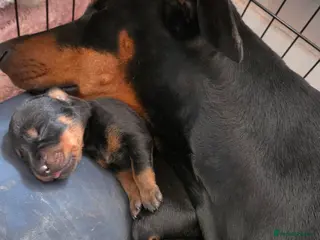Dobermann dogs Rottermann puppies (Dobermann x Rottweiler) - Advert 15