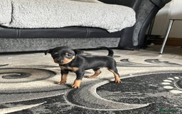 Miniature Pinscher dogs for sale: KC Miniature Pinscher puppies - Image 3