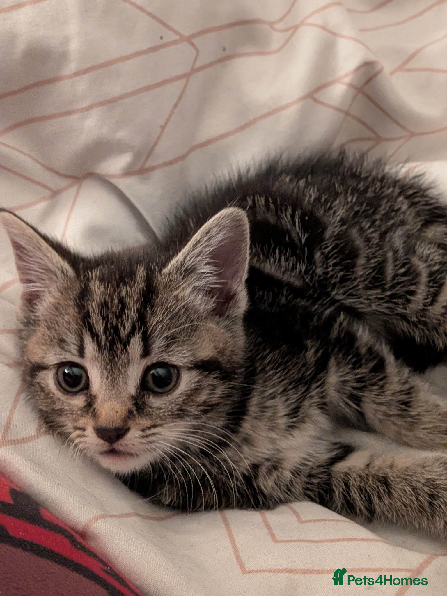Mixed Breed cats Beautiful tabby kitten  - Advert 5