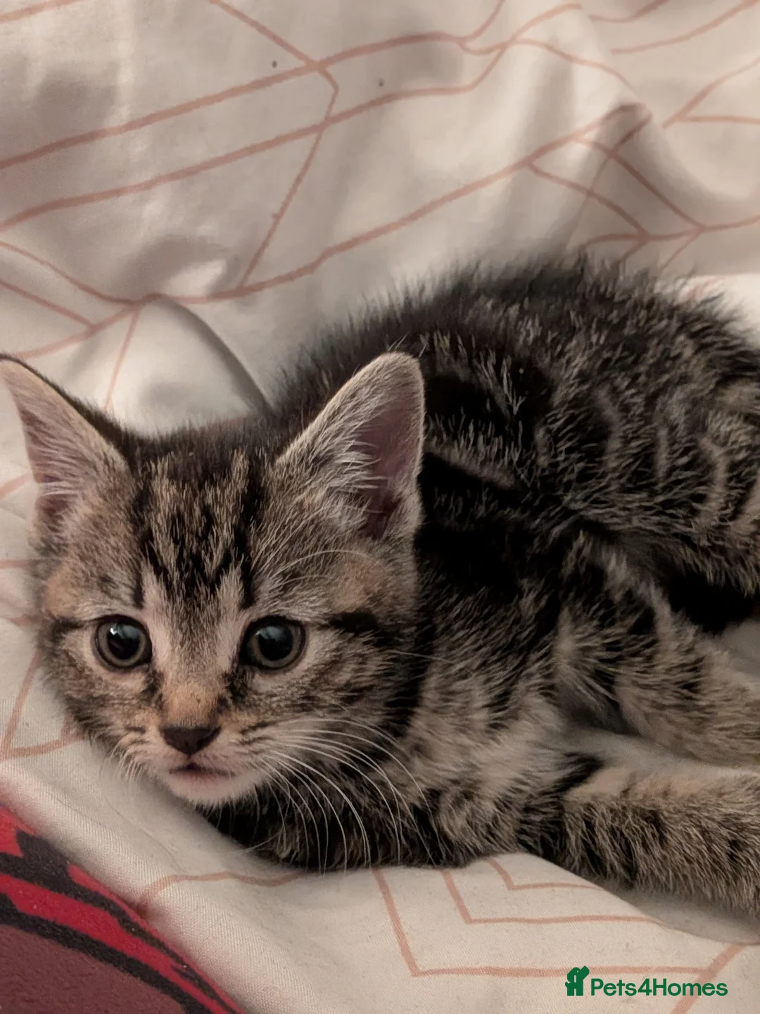 Mixed Breed cats for sale: Beautiful tabby kitten  in Birmingham - Advert 1