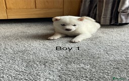 Japanese Shiba Inu dogs for sale: Health Tested Japanese Shiba Inu Puppies - Image 5
