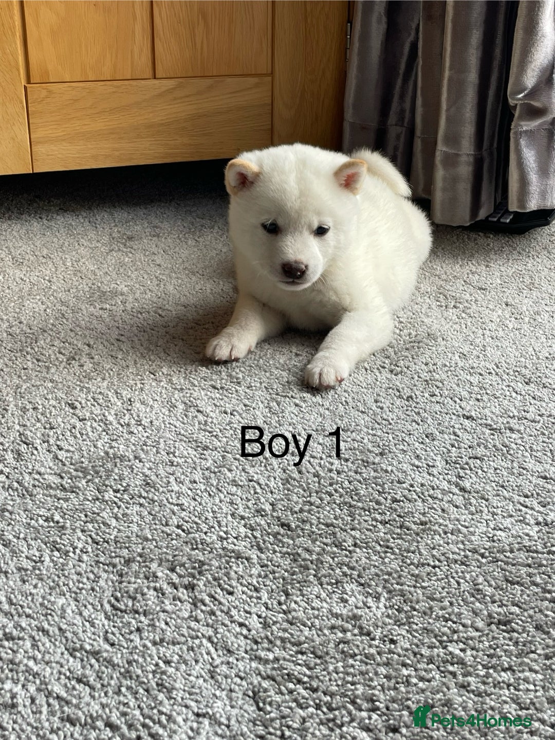 Japanese Shiba Inu dogs for sale: Health Tested Japanese Shiba Inu Puppies - Image 5