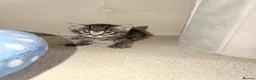 Mixed Breed cats for sale: 2 beautiful male kittens  in Plymouth - Advert 3