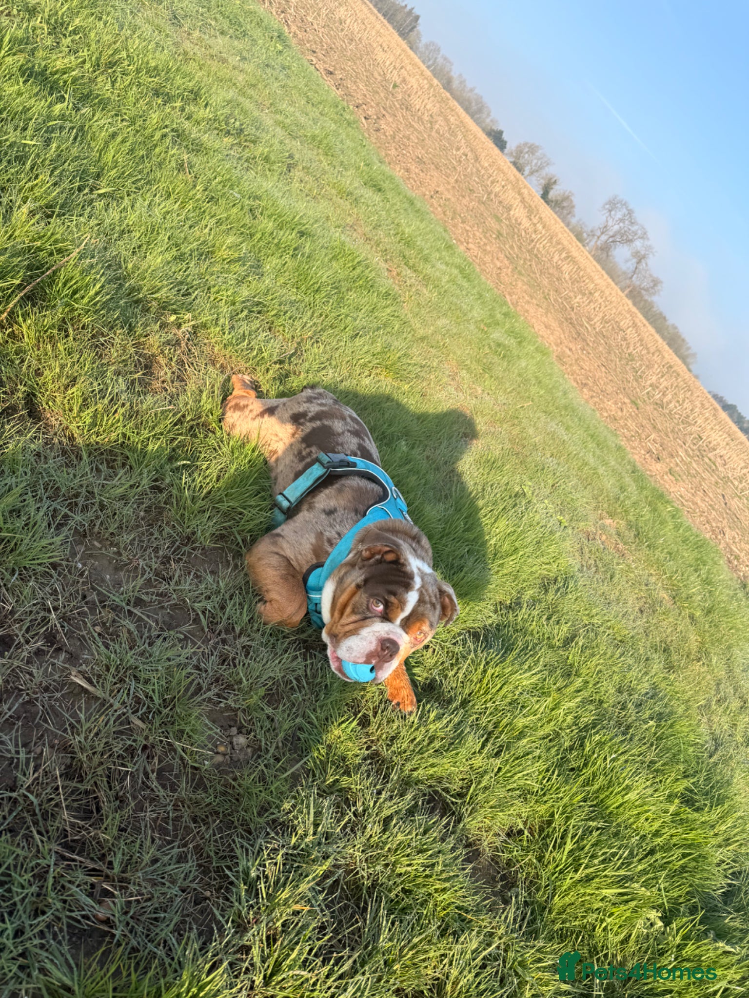 English Bulldog dogs 100% pedigree English bulldog - Advert 1