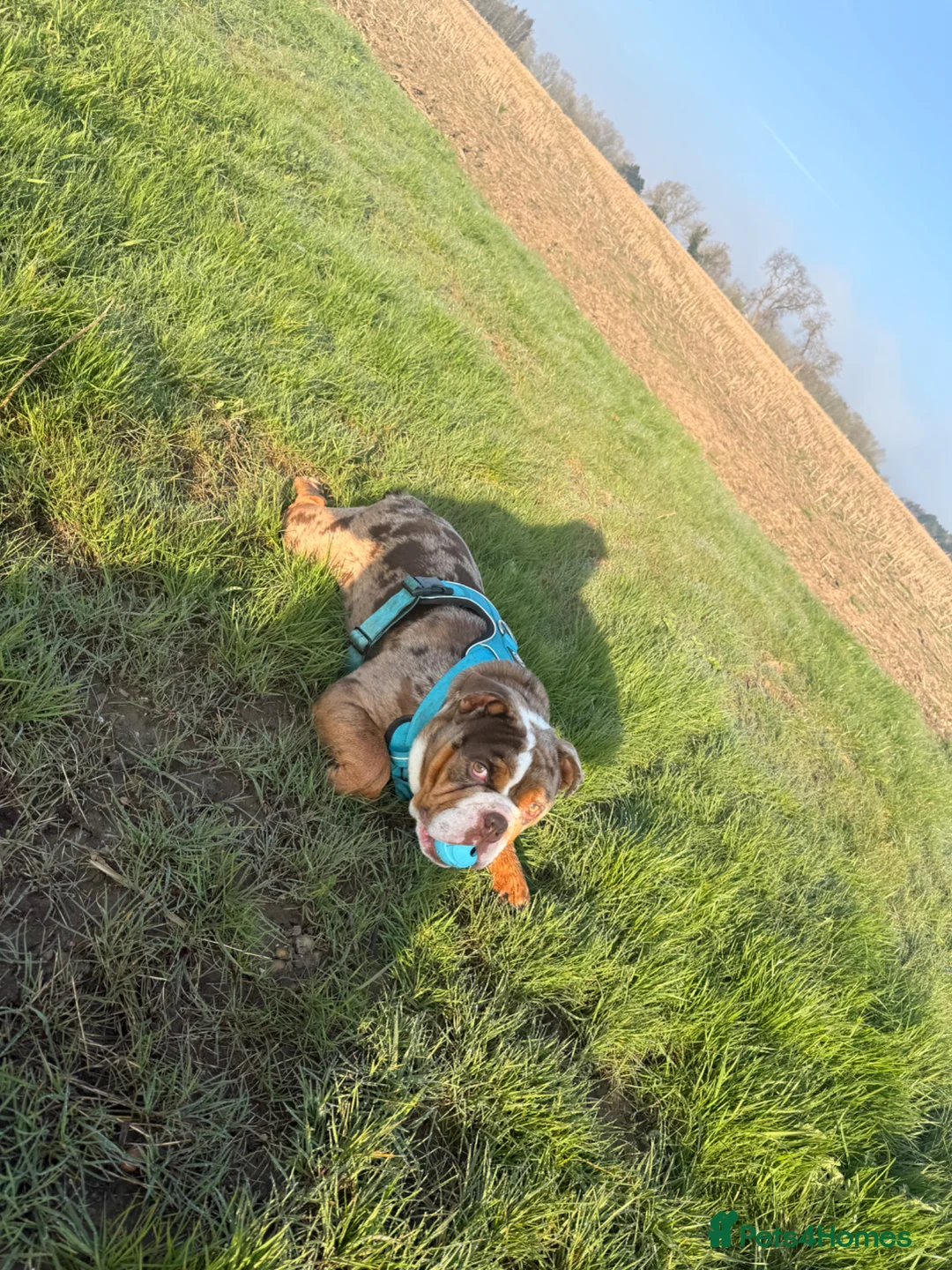 English Bulldog dogs for sale: 100% pedigree English bulldog in Middlesbrough - Advert 1