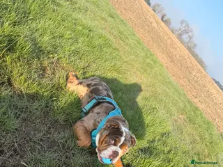 English Bulldog dogs 100% pedigree English bulldog - Advert 1