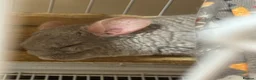 Chinchilla rodents for sale: 2 female chinchillas blue diamond beige with cage  - Advert 7