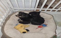 Bichon Frise dogs for sale: 2 Bichon puppies for sale  - Image 23