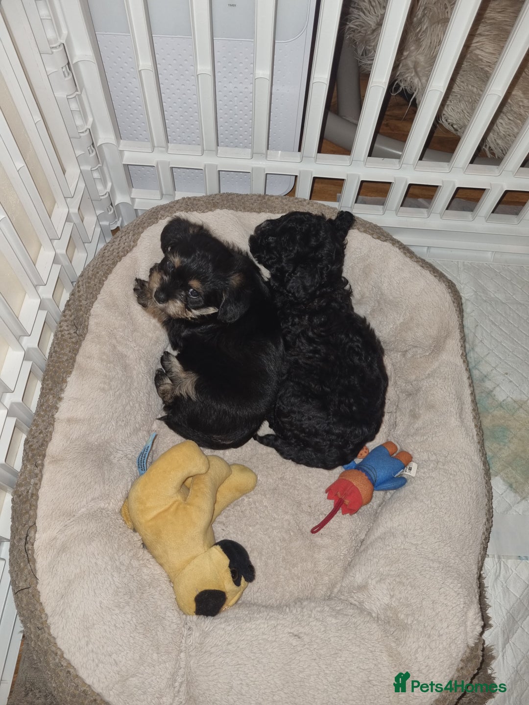 Bichon Frise dogs for sale: 2 Bichon puppies for sale  - Image 23