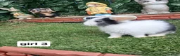 Mini Lop rabbits for sale: 8 Mini lop baby rabbits for sale - Advert 3