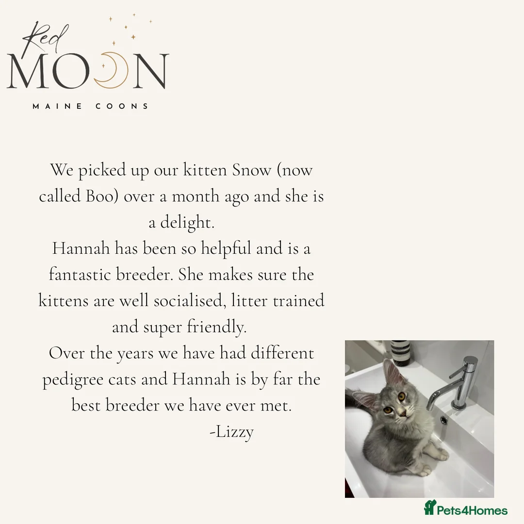 Maine Coon cats for sale: Last 2 female Maine Coon kittens - Advert 5