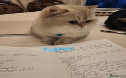 British Shorthair cats for stud: Zorro in Hereford - Image 4