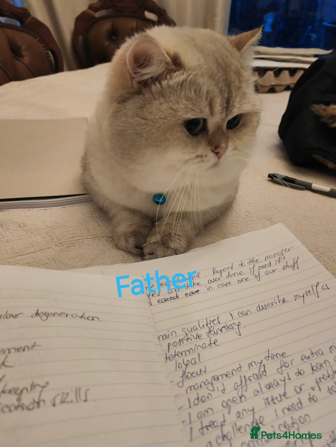 British Shorthair cats for stud: Zorro in Hereford - Advert 4