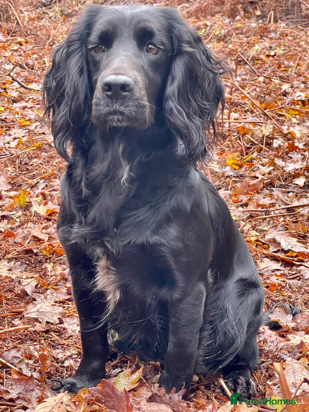 Cocker Spaniel dogs for sale: Working cocker spaniel puppies - Advert 2
