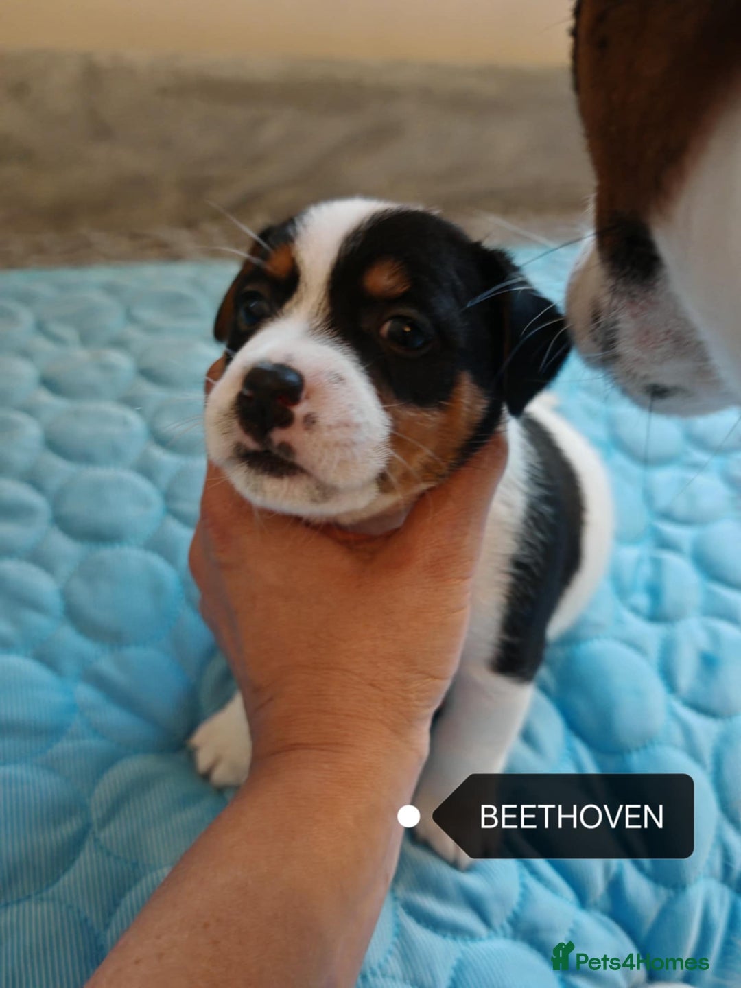 Jack Russell dogs for sale: Jack Russell puppies,Parents reg.Kennel club, - Image 22