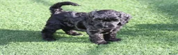 Cockapoo dogs for sale: Pretty little princess. in Mansfield - Advert 2