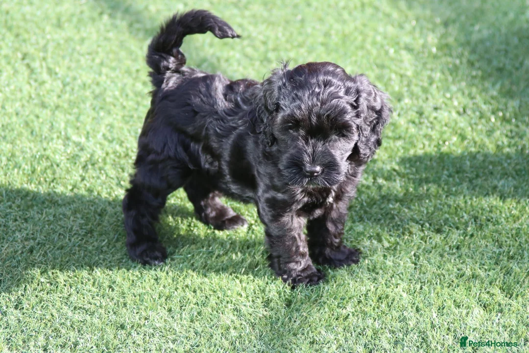 Cockapoo dogs for sale: Pretty little princess. in Mansfield - Advert 2