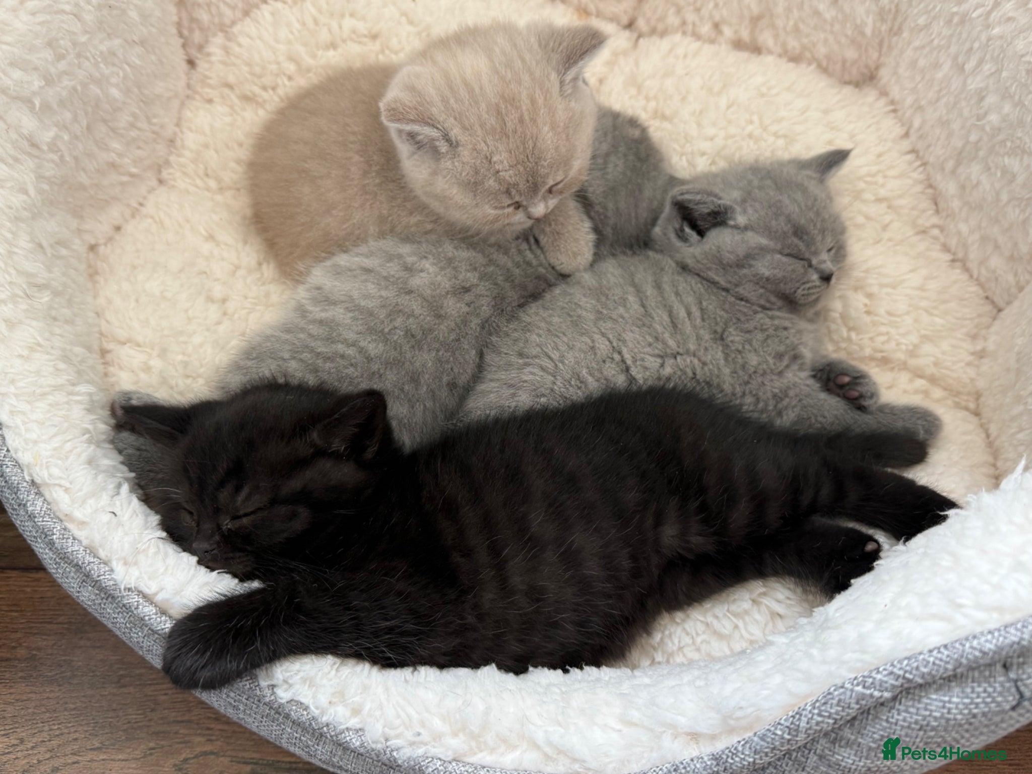 British Shorthair cats Beautiful Litter - Advert 12
