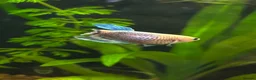 Bettas fish for sale: 🐠💙 Female Betta for Sale | Home-Bred 💙🐠 - Advert 3