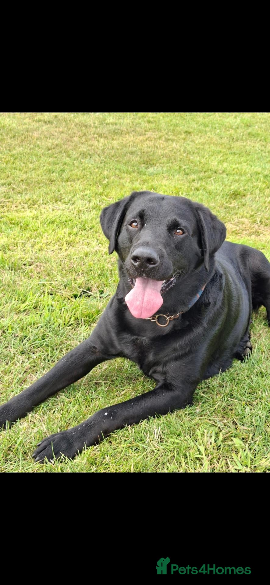 Labrador Retriever dogs Labrador Retriever for stud - Advert 2