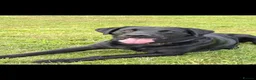Labrador Retriever dogs for stud: Labrador Retriever for stud in Peterhead - Advert 1