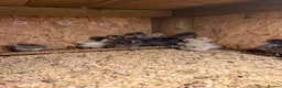 Chickens poultry for sale: 🐥🐣🥚USA Bearded silkies🐥Vorwerk🐥Brahmas🥚🐣🐥 - Advert 10