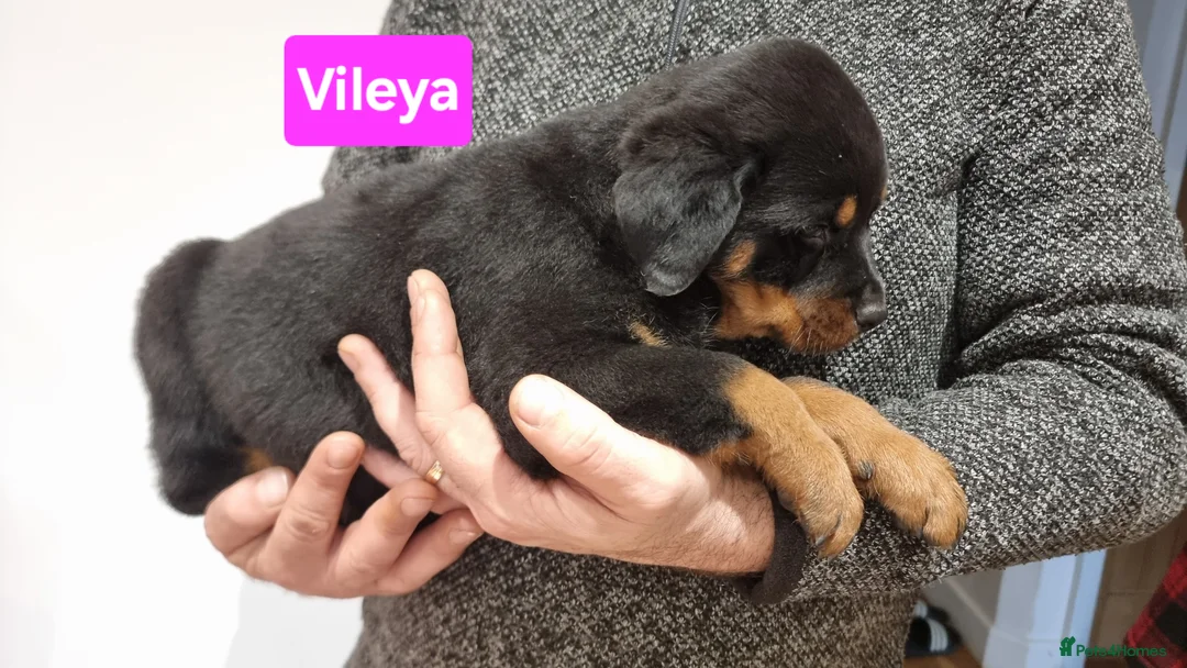 Rottweiler dogs for sale: ONLY 1 BOY LEFT Champion Bloodline KC Rottweilers - Advert 23